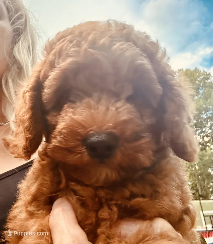 Mia – Poodle - Miniature  puppy for sale in Atlanta, GA