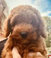 Mia, a female Poodle - Toy  for sale in Atlanta, GA – 6 of 10