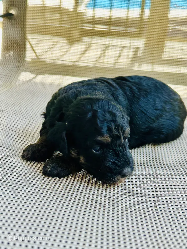 Axel – Poodle - Miniature  puppy for sale in Atlanta, GA
