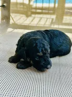 Axel, a male Poodle - Miniature  for sale in Atlanta, GA – 1 of 9