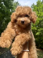 Betsy, a female Poodle - Toy  for sale in Atlanta, GA – 10 of 10