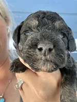 Axel, a male Poodle - Miniature  for sale in Atlanta, GA – 3 of 9