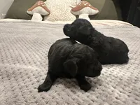 Mandy, a female Poodle - Toy  for sale in Atlanta, GA – 9 of 10