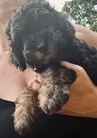 Axel, a male Poodle - Miniature  for sale in Atlanta, GA – 2 of 7