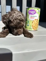Co Co, a male Poodle - Toy  for sale in Atlanta, GA – 5 of 10