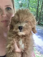 Bently, a male Poodle - Toy  for sale in Atlanta, GA – 8 of 10