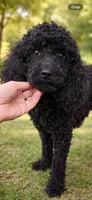 AKC - Onyx, a female Poodle - Miniature  for sale in Atlanta, GA – 2 of 7