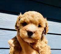 Bently, a male Poodle - Toy  for sale in Atlanta, GA – 4 of 9