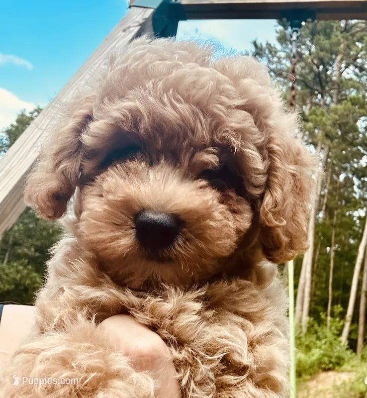Hunter – Poodle - Miniature  puppy for sale in Atlanta, GA