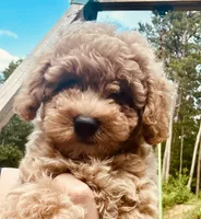 Hunter, a male Poodle - Toy  for sale in Atlanta, GA – 1 of 10