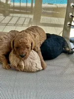Mia, a female Poodle - Miniature  for sale in Atlanta, GA – 3 of 4