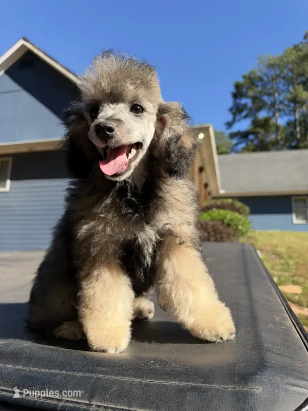 Bentley  – Poodle - Toy  puppy for sale in Atlanta, GA