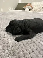 Mandy, a female Poodle - Toy  for sale in Atlanta, GA – 5 of 10