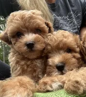 Bella, a female Poodle - Toy  for sale in Atlanta, GA – 9 of 10