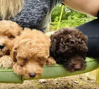 Co Co, a male Poodle - Toy  for sale in Atlanta, GA – 9 of 10