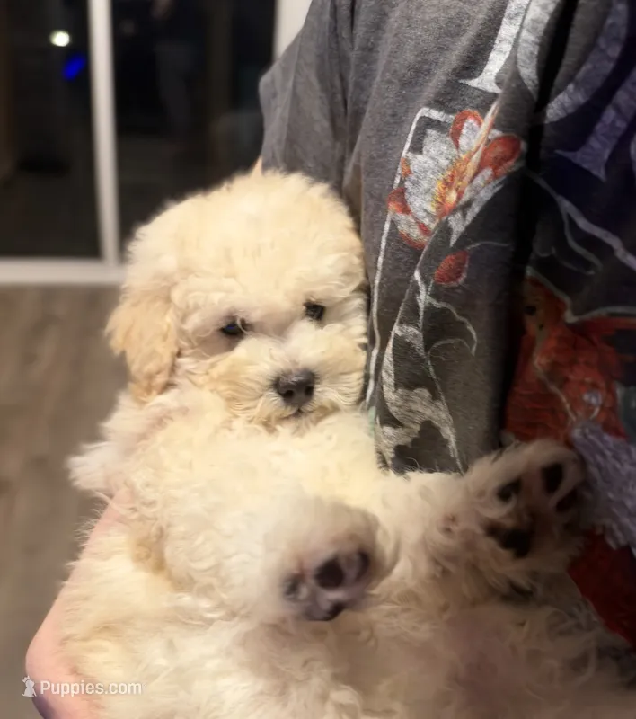 Big Boy – Poodle - Toy  puppy for sale in Atlanta, GA