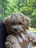 Betsy, a female Poodle - Toy  for sale in Atlanta, GA – 3 of 10