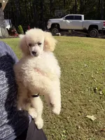 Cotton, a male Poodle - Miniature  for sale in Atlanta, GA – 2 of 4