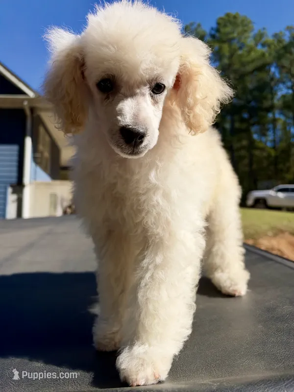 Teddy – Poodle - Miniature  puppy for sale in Atlanta, GA