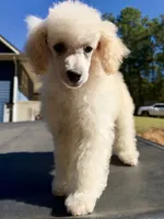 Cotton, a male Poodle - Miniature  for sale in Atlanta, GA – 1 of 4