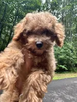 Betsy, a female Poodle - Toy  for sale in Atlanta, GA – 7 of 10