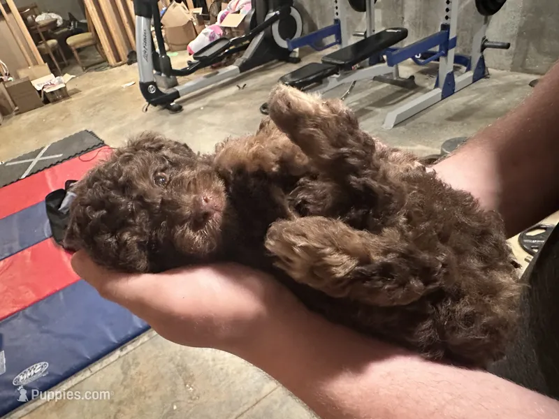 Maverick  – Poodle - Toy  puppy for sale in Atlanta, GA