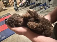Maverick , a male Poodle - Toy  for sale in Atlanta, GA – 1 of 10