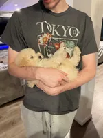 Teddy, a male Poodle - Miniature  for sale in Atlanta, GA – 5 of 5