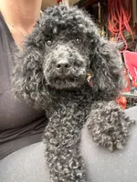 AKC - Onyx, a female Poodle - Miniature  for sale in Atlanta, GA – 6 of 7