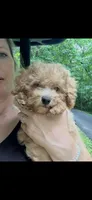 Charlie, a male Poodle - Toy  for sale in Atlanta, GA – 1 of 2