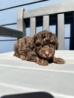 Maverick , a male Poodle - Toy  for sale in Atlanta, GA – 2 of 10