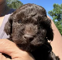 Co Co, a male Poodle - Toy  for sale in Atlanta, GA – 3 of 10