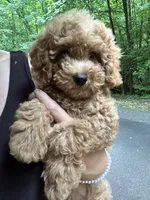 Sarah, a female Poodle - Toy  for sale in Atlanta, GA – 2 of 10