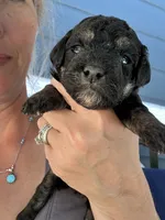 Axel, a male Poodle - Miniature  for sale in Atlanta, GA – 6 of 9
