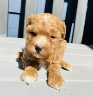 Bently, a male Poodle - Toy  for sale in Atlanta, GA – 2 of 9