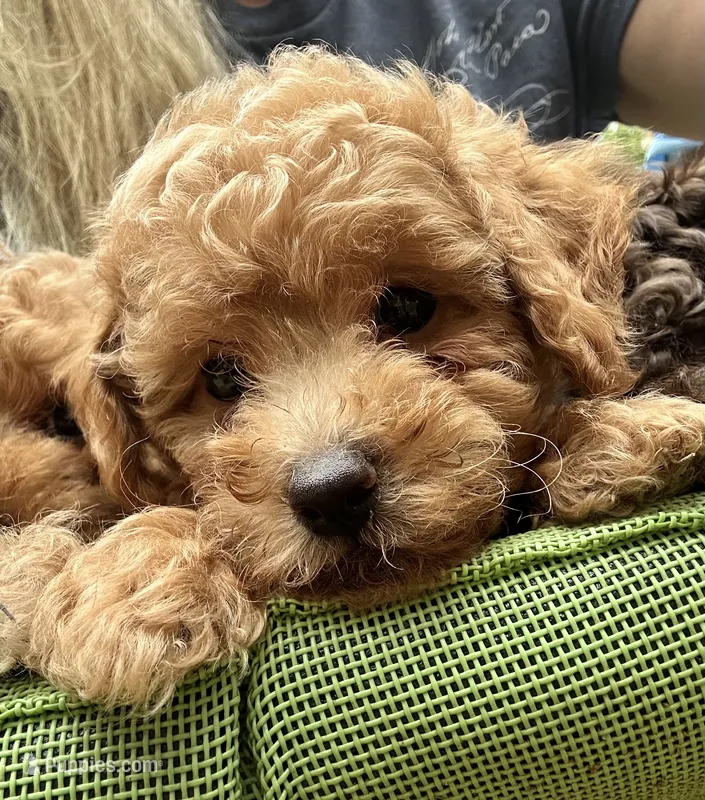 Teddy – Poodle - Toy  puppy for sale in Atlanta, GA