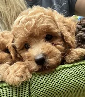 Teddy, a male Poodle - Toy  for sale in Atlanta, GA – 1 of 10