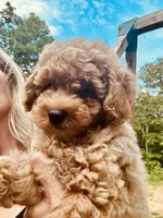Hunter, a male Poodle - Toy  for sale in Atlanta, GA – 4 of 10