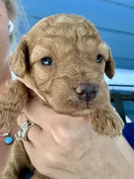 Bruce, a male Poodle - Miniature  for sale in Atlanta, GA – 2 of 5
