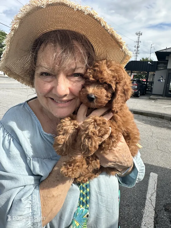 Mia – Poodle - Toy  puppy for sale in Atlanta, GA
