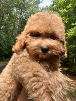 Hunter, a male Poodle - Toy  for sale in Atlanta, GA – 10 of 10