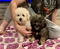 Teddy, a male Poodle - Miniature  for sale in Atlanta, GA – 5 of 6