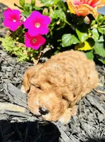 Teddy, a male Poodle - Toy  for sale in Atlanta, GA – 3 of 10