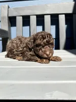 Maverick , a male Poodle - Toy  for sale in Atlanta, GA – 9 of 10