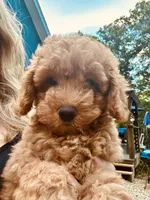 Sarah, a female Poodle - Miniature  for sale in Atlanta, GA – 1 of 10