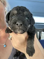 Axel, a male Poodle - Miniature  for sale in Atlanta, GA – 4 of 9
