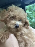 Betsy, a female Poodle - Toy  for sale in Atlanta, GA – 4 of 10