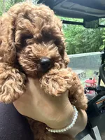 Mia, a female Poodle - Toy  for sale in Atlanta, GA – 4 of 10