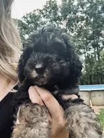 Axel, a male Poodle - Miniature  for sale in Atlanta, GA – 4 of 7