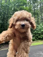 Betsy, a female Poodle - Toy  for sale in Atlanta, GA – 8 of 10